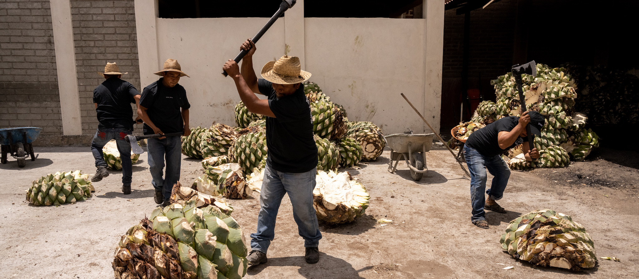 Our 100% Espadín Agave (Angustifolia Haw) is harvested by Hand and Machete.