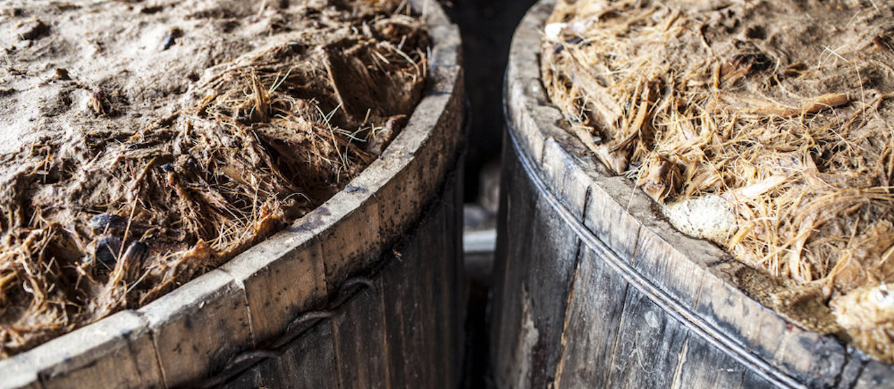 Natural fermentation of crushed agave occurs in pine vats. This process generally takes 7-10 days.